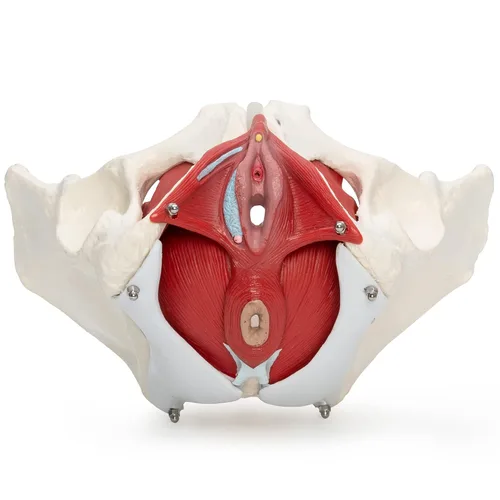Vista 5 de Modelo anatómico Wellden Product de pelvis de mujer con órganos removibles - 6 piezas, tamaño real