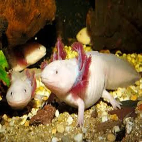 Vista 3 de Axolotl Food, pellets suaves y húmedos de 3/16 pulgadas, pellets de salmón de Rangen para ajolote de tamaño mediano. También camarones, caracoles