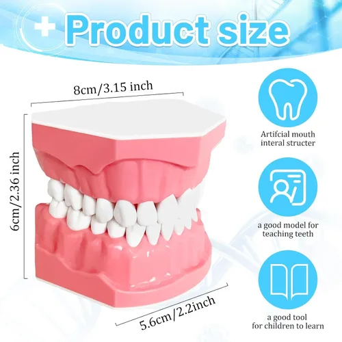 Vista 2 de Modelo dental Tamaño estándar para la práctica de cepillado y hilo dental - Dientes de silicona Typodont con encía visible, herramienta