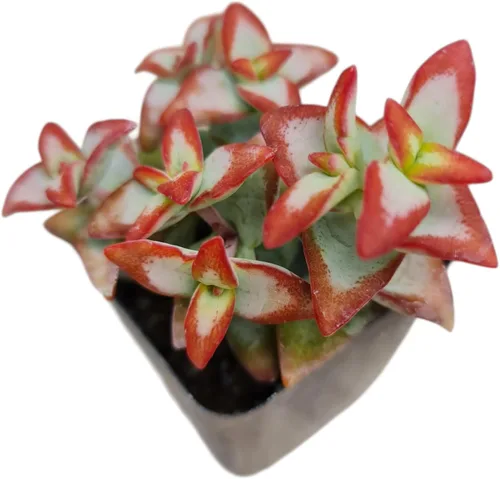 Vista 10 de Plantas suculentas de cactus vivos de USKC (2 "Pot Aloe Juvenna 'Tiger Tooth Aloe')