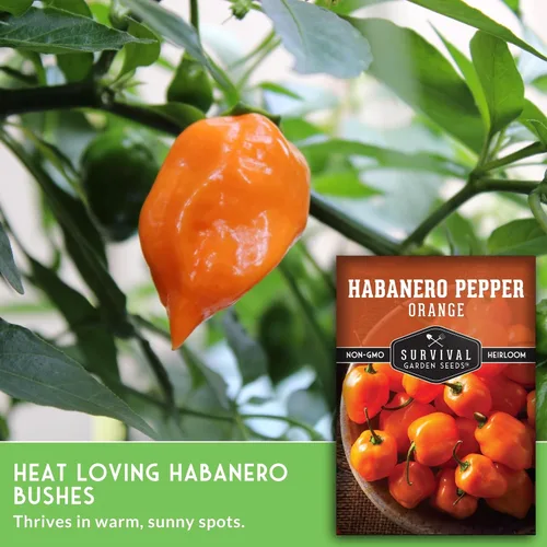 Vista 5 de Semillas de habanero naranja para plantar, pimiento picante afrutado con calor ardiente, variedad tradicional sin OMG para salsas y salsas, plantas