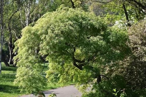 Vista 9 de 10 Upright Green LACELEAF Maple Japanese Seiryu Acer Palmatum Dissectum Viridis Tree Seeds
