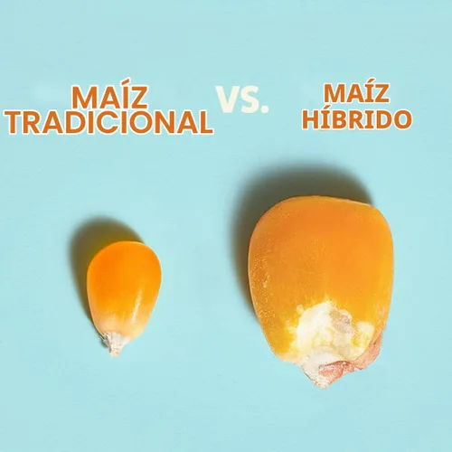 Vista 9 de Bolas de Queso Cheddar de Heirloom Pip's Snacks - Cheddar 1oz 24 unidades - Aperitivos Saludables, Aperitivos Sin Gluten, Paquetes de Aperitivos