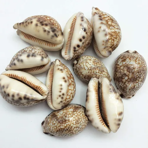 Vista 6 de PEPPERLONELY 5 conchas marinas de tigre cowrie pulidas, 2-1/2 pulgadas ~ 3-1/4 pulgadas