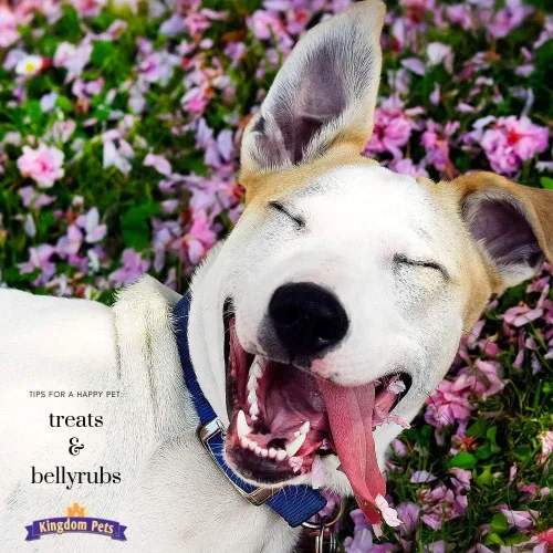 Vista 5 de Golosinas de Pollo Deshidratado para Perros con Solo 3 Ingredientes y Sin Rellenos, Bolsa de 3 Libras