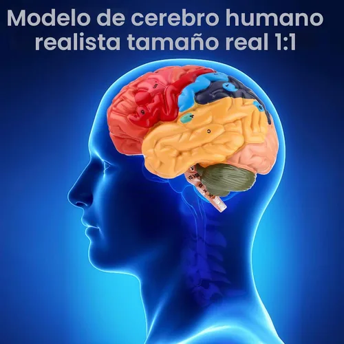 Vista 4 de Modelo de cerebro humano, modelo de anatomía cerebral de tamaño real, modelo de cerebro de PVC de 2 partes con números grabados con láser, regiones