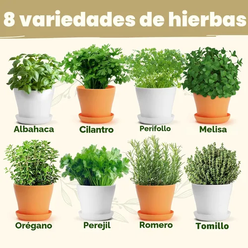 Vista 3 de HOME GROWN Kit de hierbas de regalo: juego de 8 semillas de hierbas con albahaca, cilantro, menta y más, kit completo de cultivo