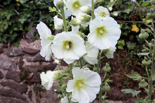Vista 2 de 25 semillas de flores blancas de Alcea Rosea de Hollyhock PerennialComb S/H de Seedville