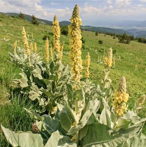 Vista 3 de Great Mullein Verbascum thapsus 1500 Semillas Heirloom - Sin OGM - Polinizado abierto