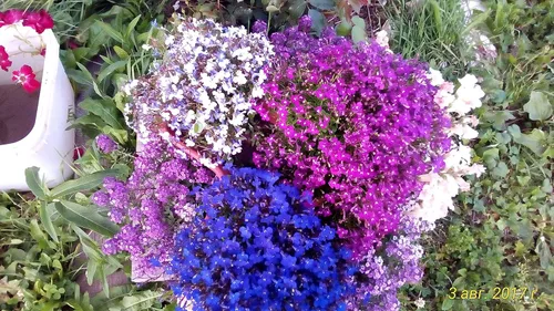 Vista 5 de Semillas Lobelia Mix Flores anuales para plantar sin OMG