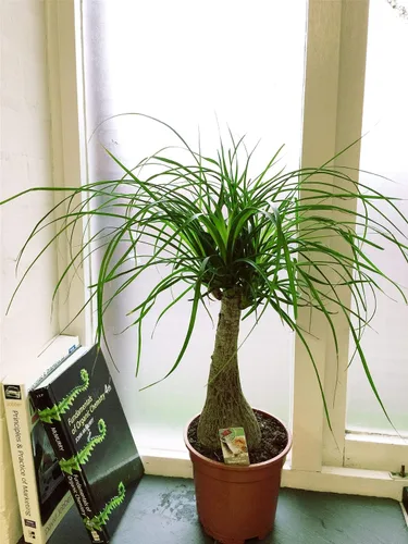 Vista 2 de Palmera de cola de caballo, planta viva en una maceta de cultivo de 6 pulgadas, Beaucarnea Recurvata, hermosa planta de interior suculenta de aire