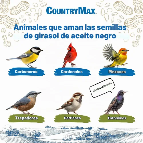 Vista 3 de CountryMax Backyard Seeds Semillas de Girasol de Aceite Negro para Aves Silvestres (50 Libras)