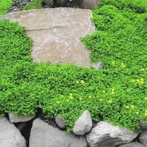 Vista 2 de Más de 1,000 semillas de alfombra verde para plantar al aire libre - Rupturewort (Herniaria Glabra)