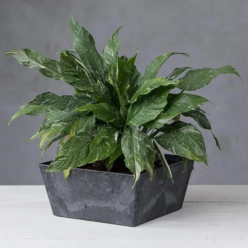 Vista 3 de Novelty Ella - Maceta cuadrada baja, 12 pulgadas, color negro