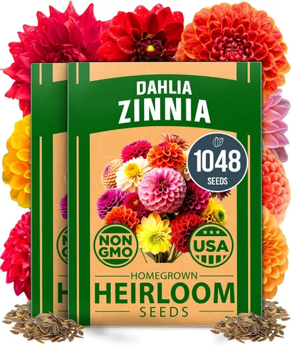 Vista 24 de HOME GROWN - Semillas de zinnia rosadas – 600 Zinnias Luminosa de 0.02 oz, semillas de flores anuales fáciles de cultivar para plantar al aire libre