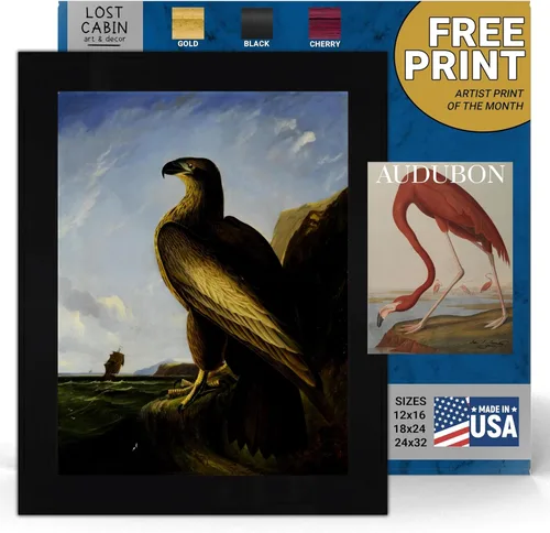 Vista 11 de Lost Cabin American Flamingo por James Audubon Impresión en marco biselado negro Reproducción de pintura de obras de arte finas Póster
