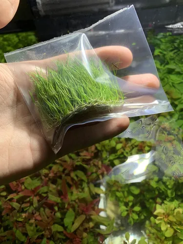 Vista 7 de Marcus Fish Tanks - Eleocharis parvula de pelo enano césped para acuario plantas vivas para alfombrar pecera para peces de agua dulce