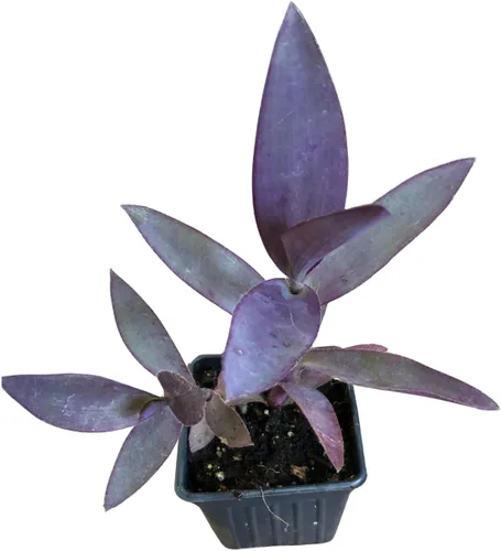 Vista 9 de Smoke Camp Crafts - Orgánico - Trío de Plantas Araña