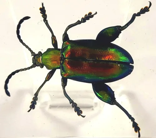 Vista 41 de 44mm Hormiga gigante tropical real en resina de lucita transparente cristalina, espécimen preservado Pseudoneoponera Rufipes, taxidermia