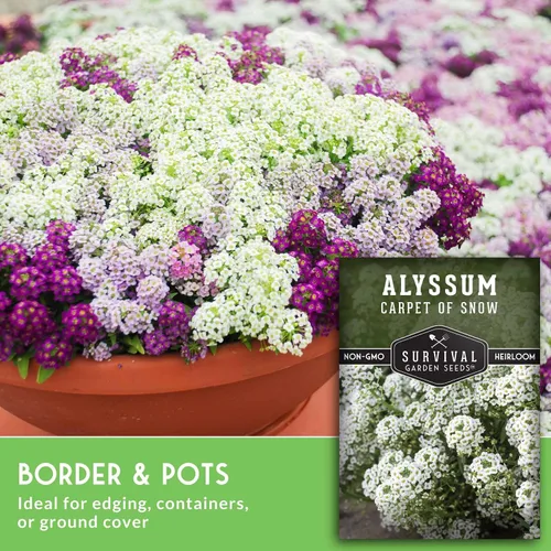 Vista 5 de White Alyssum Seeds for Planting - Semillas de jardín de supervivencia (paquete de 1) Variedad Sweet Carpet of Snow - Flores perennes fragantes