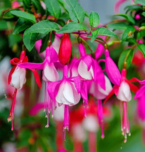 Vista 2 de 100 piezas de semillas de flores fucsias perennes para el hogar, bonsái