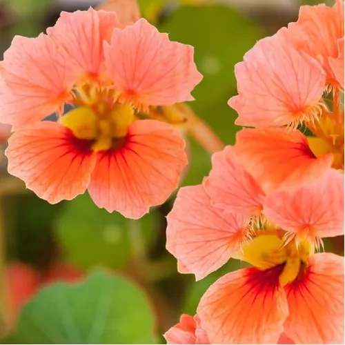 Vista 2 de Capuchina, semillas de Vesuvias, 100 semillas, flor hermosa recién cosechada