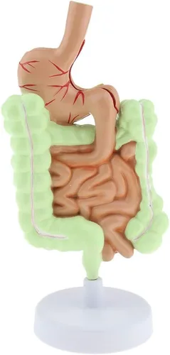Vista 7 de KESOTO Modelo de Patología Gastrointestinal Humana Modelo Coronal Gástrico del Tracto Digestivo para Estudiantes Escolares Aprendizaje