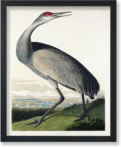 Vista 120 de Poster Master Póster vintage de James Audubon – Impresión retro de amargo americano – Arte de aves de América – Regalo para hombres, mujeres