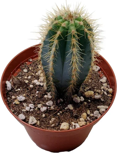 Vista 2 de Fat Plants San Diego Planta de cactus Pilosocereus pachycladus