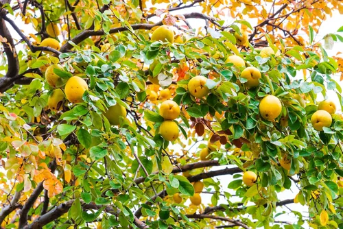 Vista 4 de 20 semillas de membrillo chino árbol frutal Chaenomeles Sinensis Pseudocydonia Flor Fruta Sin espinas