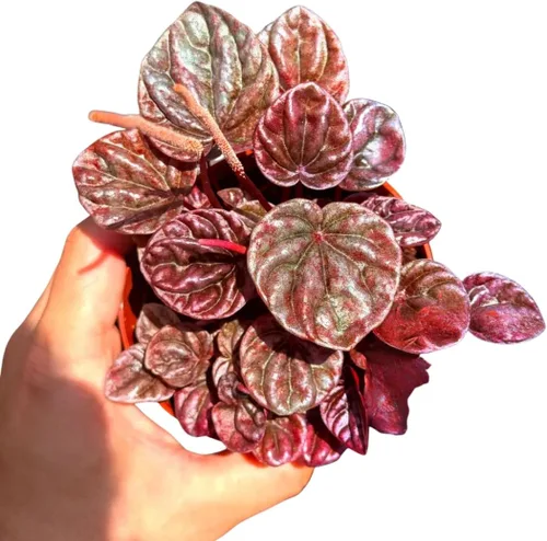 Vista 14 de Peperomia Ecuador Live Plant - Pet-Safe Indoor Decor