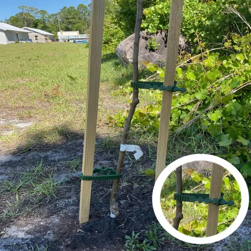 Vista 3 de 8 bandas de soporte para estacas de árbol, correas de árbol para estacas, entrelazado ajustable resistente, reutilizables, para plantas de jardín