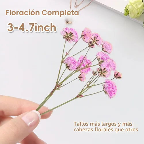 Vista 8 de 50 piezas de flores secas prensadas para el aliento del bebé Mini Rosa