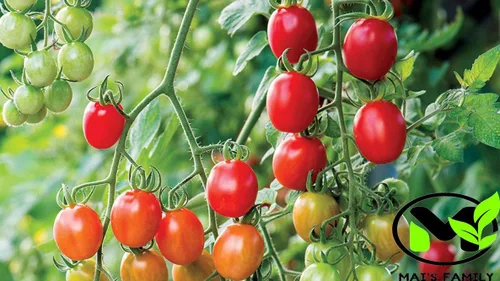 Vista 2 de Tomate Cherry - SUPERSWEET 100-100 Semillas - Orgánico [Familia Mai]