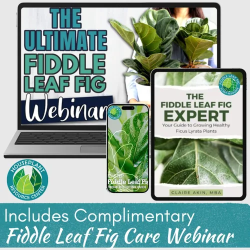 Vista 6 de Fiddle Leaf Fig Plant Food – Fertilizante líquido equilibrado NPK 3-1-2 para hojas más grandes, raíces más fuertes y crecimiento constante