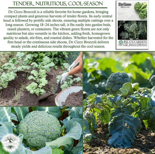 Vista 5 de De Cicco - Semillas de brócoli (Brassica oleracea), más de 300 semillas sin OMG y reliquias de Isla's Garden Seeds, reliquia italiana para cosechas