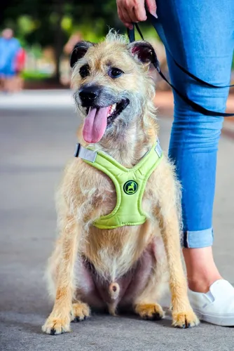 Vista 5 de Gooby Arnés de espuma viscoelástica para perros pequeños, sin tirones, con marco en X patentado sin estrangulamiento, perfecto para perros medianos