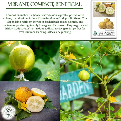 Vista 5 de Semillas de pepino de limón para plantar: más de 125 semillas sin OMG y reliquias, pepino amarillo redondo único, sabor crujiente y suave, por