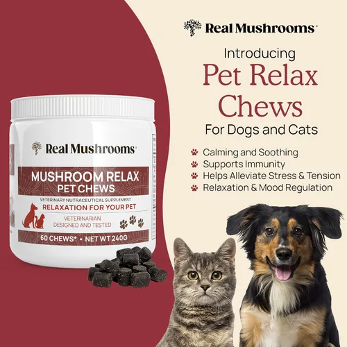 Vista 5 de Real Mushrooms Reishi & Cordyceps para humanos y hongos masticables relajantes para mascotas, paquete para relajación, energía e inmunidad, vegano