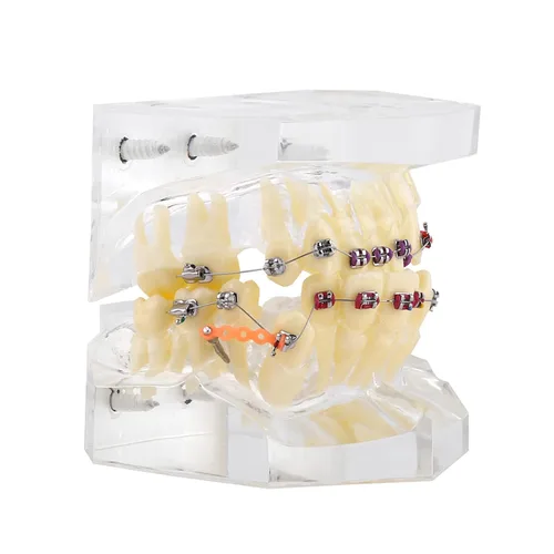 Vista 7 de Kits de cuidado bucal de demostración, modelo de dientes, herramientas de estudio con soporte de metal para enseñar herramientas de estudio
