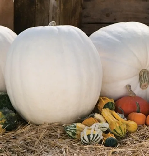 Vista 3 de TomorrowSeeds - Semillas de calabaza blanca Lumina - Más de 10 unidades - para plantar Halloween otoño tallado fantasma Casper oso polar Calabaza