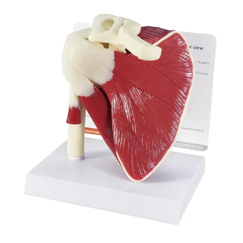 Vista 9 de Humano Mini Muscled Joint Anatomical Model Set #1900 Human Body and Anatomy Replica for Physiology Education, Anatomical Model for Doctor's