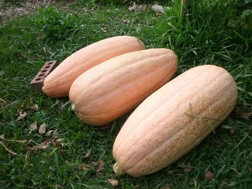 Vista 4 de Semillas Vegetal Calabaza Plátano Rosa (Cucurbita Maxima) - 10 Semillas