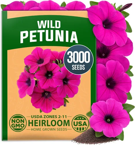 Vista 145 de HOME GROWN Bachelor Button Tall Mix 700+ Semillas de flores Centaurea