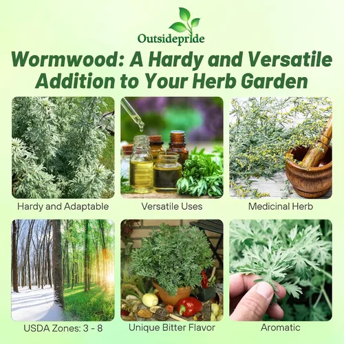 Vista 2 de Outsidepride Semillas de ajenjo - 5000 piezas. Perenne, fácil de cultivar y tolerantes a la sequía, semillas de hierbas para plantar aromáticas