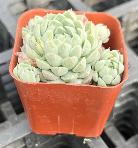 Vista 2 de Sprout N Green Echeveria 'Ball of Fat', planta suculenta viva rara totalmente enraizada en maceta de 2 pulgadas con tierra, oficina en casa