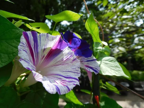 Vista 4 de 50+ Semillas Morning Glory Arlequin - Mezcla de flores