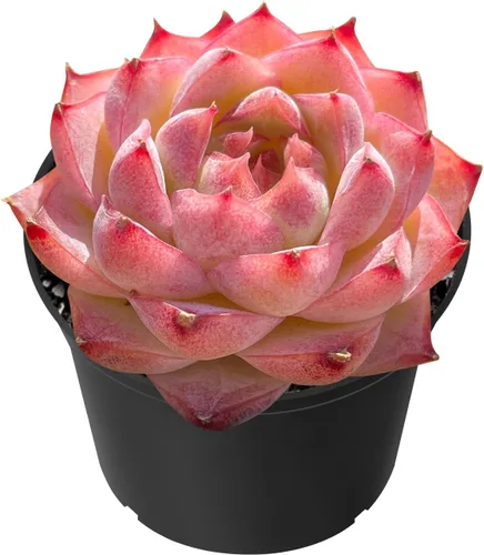 Vista 6 de Sprout N Green Echeveria 'Ball of Fat', planta suculenta viva rara totalmente enraizada en maceta de 2 pulgadas con tierra, oficina en casa