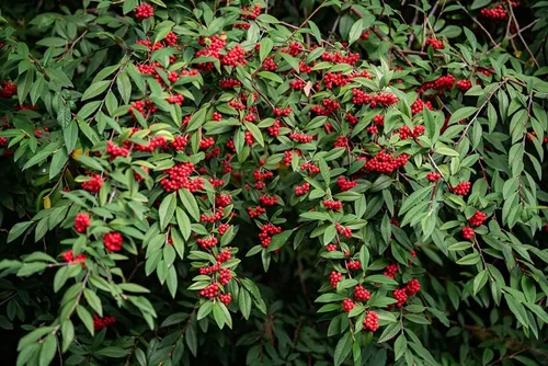 Vista 2 de Semillas de saúco rojo – 50 semillas para plantar – Sambucus racemosa – Semillas sin OMG, cultivadas y enviadas desde Iowa. Fabricado en Estados