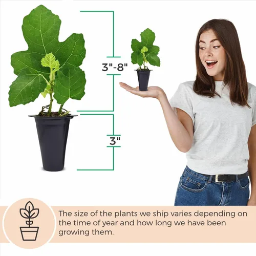 Vista 3 de Planta de Higo Black Mission (Paquete de 4) Planta frutal viva para plantar Cultive sus propios higos dulces y jugosos en casa Árbol fácil